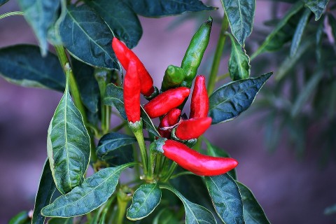 Il peperoncino calabrese: afrodisiaco, magico e gustoso