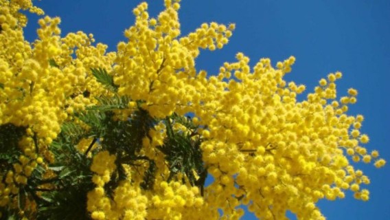 La mimosa, la leggenda del fiore simbolo della primavera