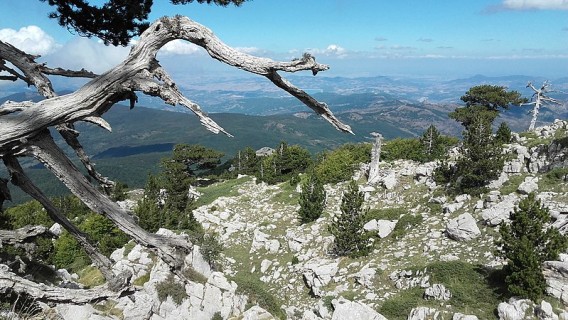 Alla scoperta delle faggete vetuste del Pollinello, patrimonio dell'UmanitĆ