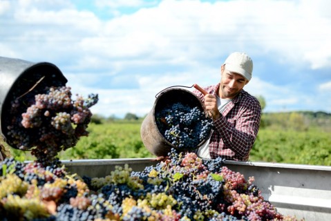 La vendemmia: quando la civiltà contadina è condivisione sociale