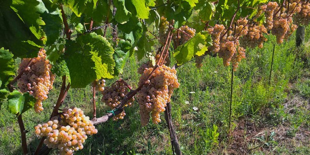 Sul Pollino i vitigni autoctoni Magna Graecia, una produzione d'eccellenza